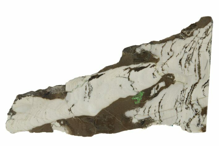Polished Mesoproterozoic Stromatolite - Siberia #180035